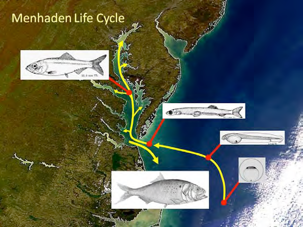 Atlantic Menhaden life cycle with respect to Chesapeake Bay
