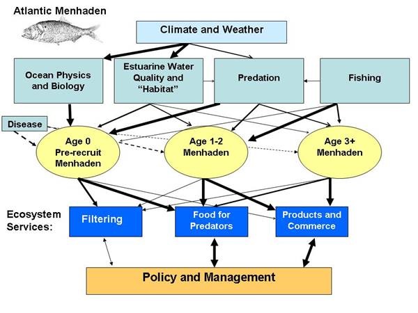 conceptual diagram of menhaden life stages